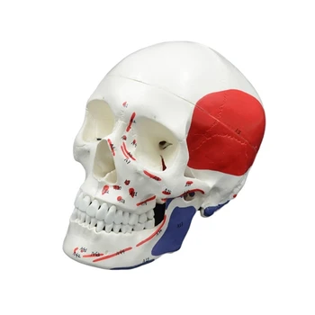 Модель кости головы человека, анатомическая модель черепа в натуральную величину, съемная модель скелета головы для изучения заболеваний, медицинского обучения