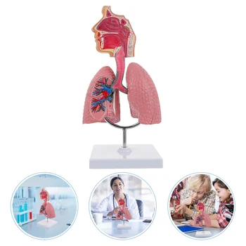 Система Обучения модели Анатомии легких и Дыхательных путей Модель Дисплея Человека Школьные Легкие Анатомическое Сердце Обучающая Игрушка Для носа
