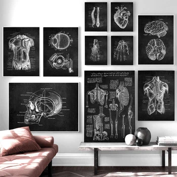 Художественное произведение Анатомии человека, Медицинская Настенная картина, Скелет, орган, Мышечная система, Винтажный плакат, печать на холсте, Обучение живописи