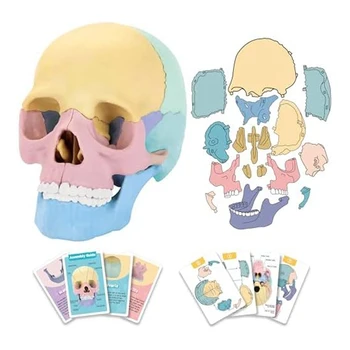 Модель анатомического черепа, головоломка с анатомическим черепом человека, Съемная мини-модель человеческого черепа, обучение в клинике