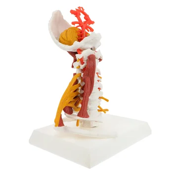 Скелетная модель Показывает шейный позвонок, обучающий анатомии, показывает биологию