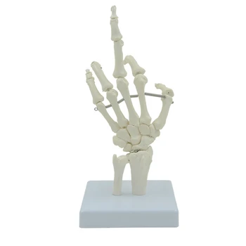Портативная модель скелета руки Кости кисти человека Гибкие костяшки пальцев для изучения анатомии Медицинские лекции Образовательное использование Челнока