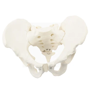Модель мужского таза в натуральную величину, анатомическая модель мужского таза, тазовая кость, учебные принадлежности для занятий в классе